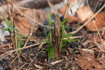 grass in the forest