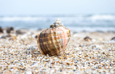 Seashell on Mamaia beach in Constanta