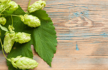 Fresh green hops on a wooden background