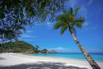  Coconut tree and beautiful blue beach at Redang Island, Malaysia
