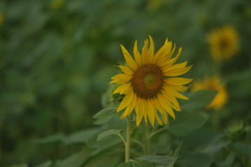 sunflower in field of sunflowers