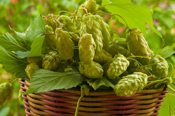hop in basket over nature background