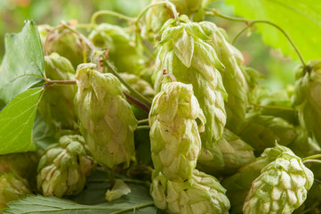 Fototapeta premium hop in basket over nature background