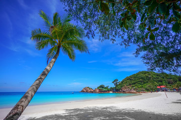 Fototapeta na wymiar Coconut tree and beautiful blue beach at Redang Island, Malaysia