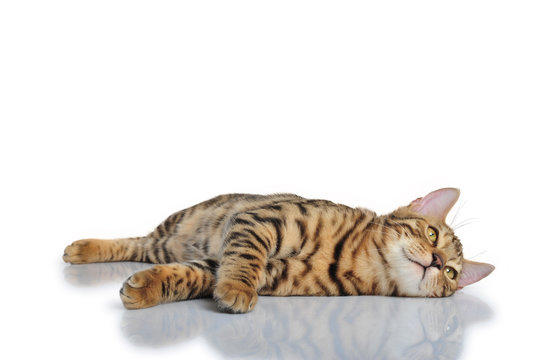 Katze getigert Bengal Tiger Freisteller