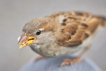Close-up of a small wild sparrow sitting on person's knee eating bird food.