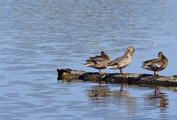 three ducks standing on a tree log floating in the water  
