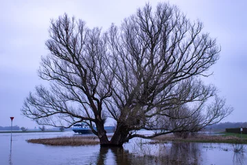 Foto auf Leinwand tree in winter © Ingrid