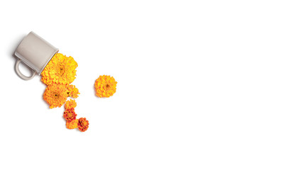 tea cup with fresh orange flowers. fall concept on white background. banner with space for text, flat lay