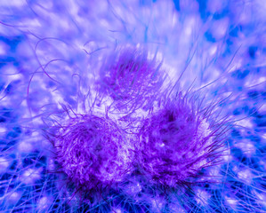 flower bud , bloom looking like blue  tongues of flame , plant texture ,  background closeup , nature macro , magic nature