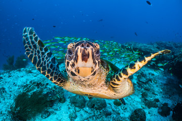 Close up of hawksbill sea turtle swimming in sea