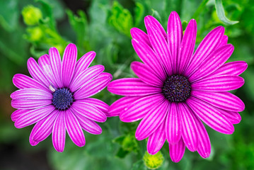 Fototapeta premium Purple flower on green background
