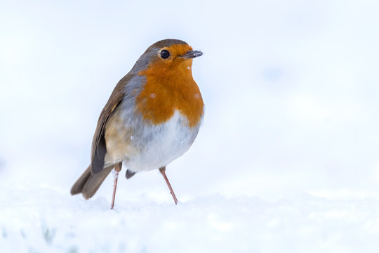 Close up of American robin perching in snow