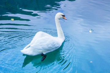 White Swan floating on blue water.