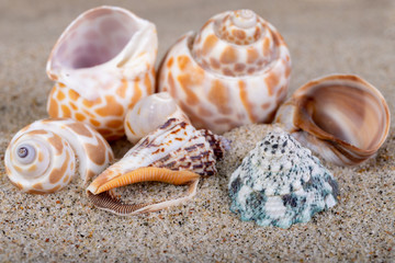 Obraz na płótnie Canvas Empty shells on sea sand on the beach. Colorful shells of sea snails.