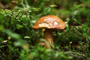 Cute Imleria badia hidden in green vegetation. Bay bolete settled in the middle magical moss to have peace for grow up. Unfortunately someone came and bite piece cap of mushroom. wet and sticky cap