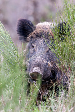 Close up of wild boar in grass
