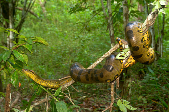 Common anaconda on branch
