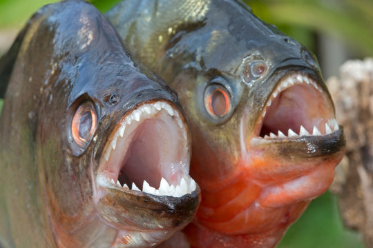 Close up of piranhas