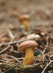 Typical czech pored mushroom known as Bay bolete or Imleria badia. Boletus castaneus looks like small men with brown hat. Mushroom pickers start hunting for this small things