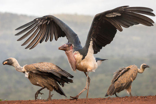 Marabou stork with white backed vultures in Zimanga Private Game Reserve