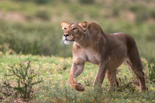 Lion walking in Kgalagadi Transfrontier Park