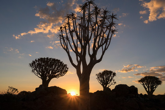 Silhouette of quiver trees during sunset
