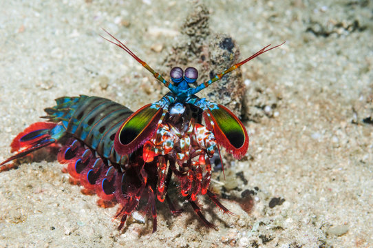 Close up of mantis shrimp on seabed