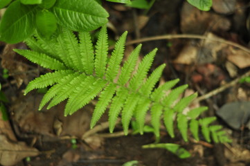 fern in the forest