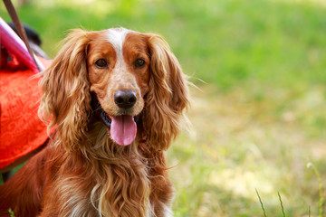 Dog breed English Springer Spaniel