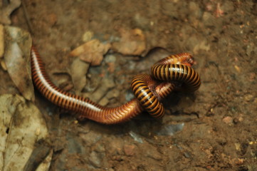 caterpillar on leaf