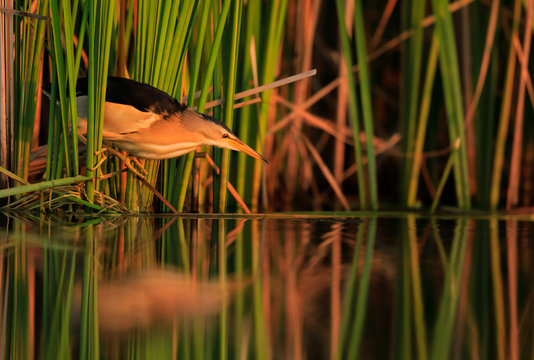 Little bittern hunting in reeds