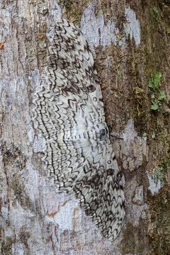 Close up of white witch on tree trunk