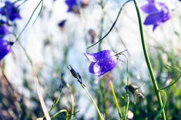 Purple Canterbury Bells Flowers with green leaves and thin stems against the blue sky on a summer...