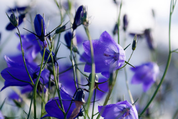 Purple Canterbury Bells Flowers with green leaves and thin stems against the blue sky on a summer...