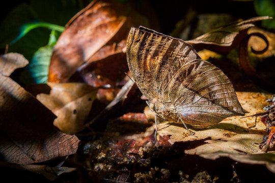 Close up of Indian leafwing on dried leaf