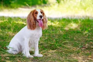 Dog breed Russian hunting spaniel