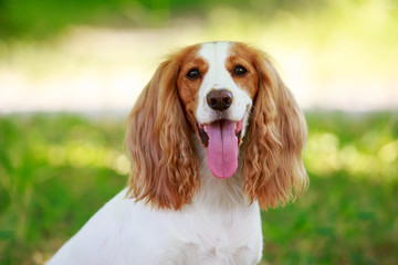 Dog breed Russian hunting spaniel