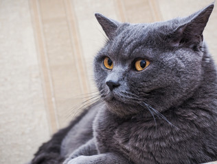 Beautiful British cat 