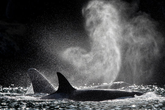 Killer whales swimming in sea