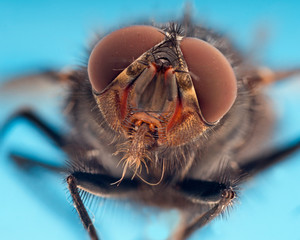 Close up of flesh fly
