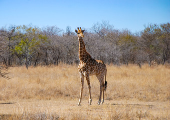 South African Giraffe (Giraffa camelopardalis giraffa)