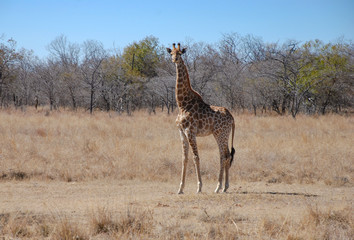 South African Giraffe (Giraffa camelopardalis giraffa)