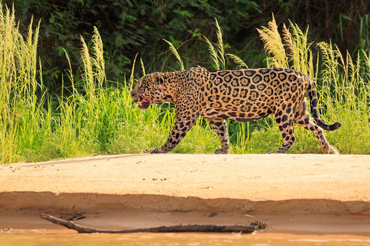 Jaguar walking on riverbank