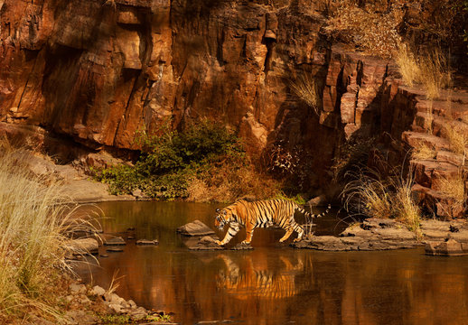 Bengal tiger walking on rocks in waterhole