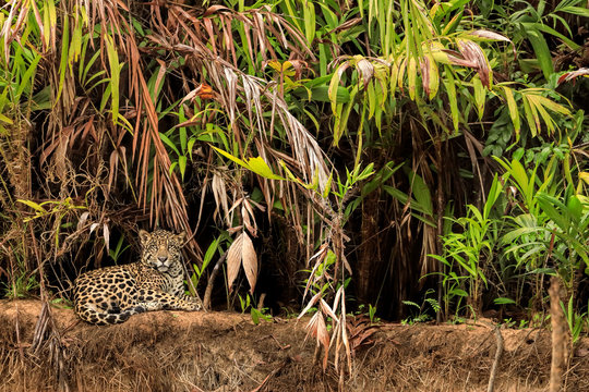 Jaguar sitting on riverbank