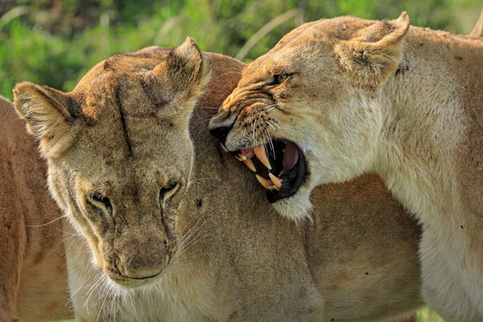Close up of lioness greeting in Masai Mara Game Reserve