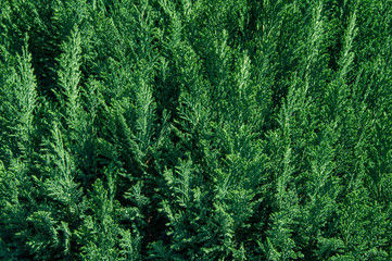 Greens, tree, spruce, fir, background