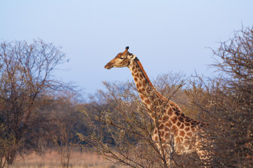 South African Giraffe (Giraffa camelopardalis giraffa)