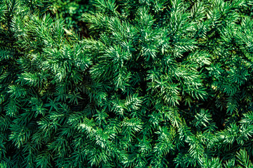 Greens, tree, spruce, fir, background